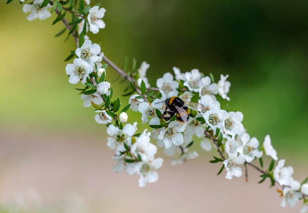 写真 花をかせているミツバチのクローズアップ