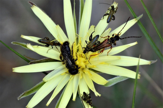 사진 꽃 에 있는 벌 의 클로즈업