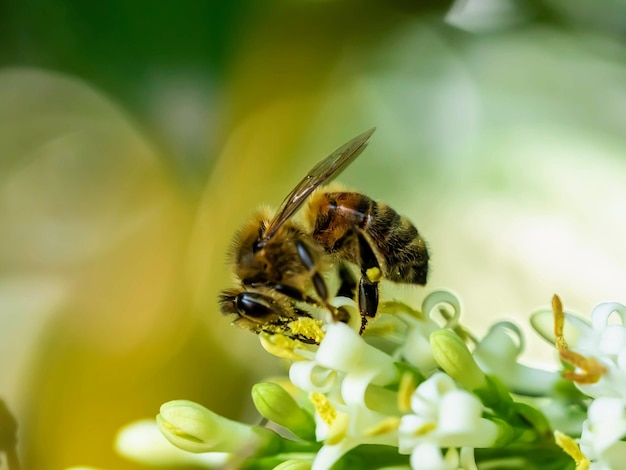 写真 花の上のミツバチのクローズアップ