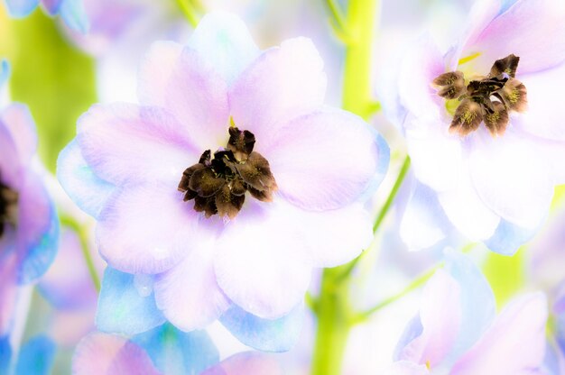 写真 花の上のミツバチのクローズアップ