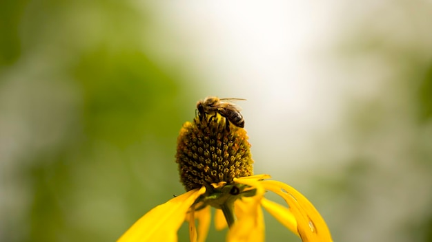 写真 花の上のミツバチのクローズアップ