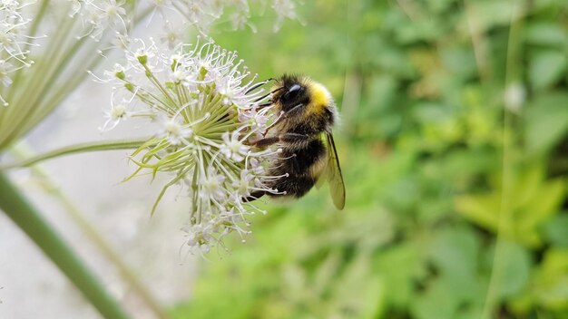 写真 花の上のミツバチのクローズアップ