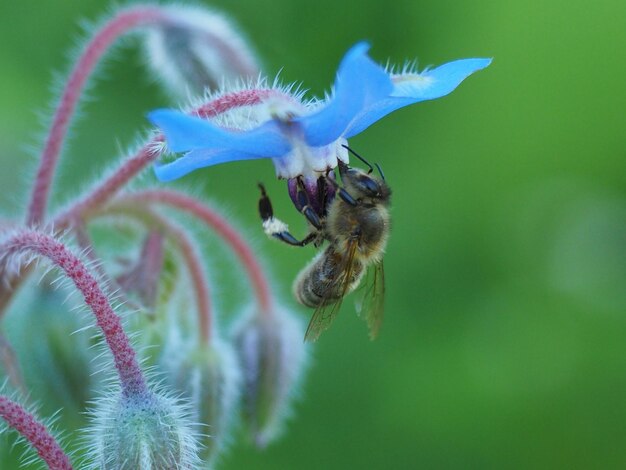 写真 花の上のミツバチのクローズアップ