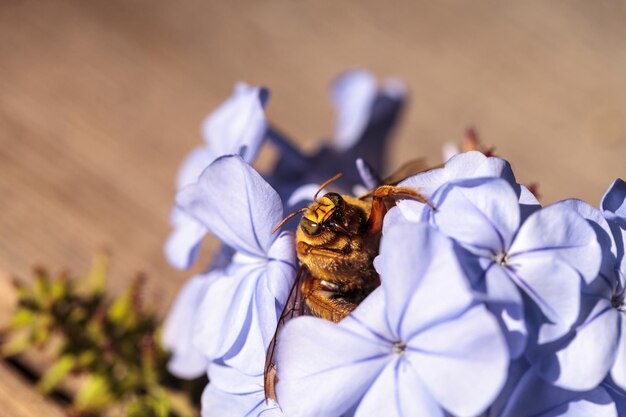 写真 花の上のミツバチのクローズアップ