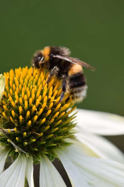 写真 花の上のミツバチのクローズアップ