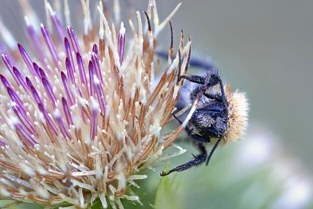 写真 花の上のミツバチのクローズアップ