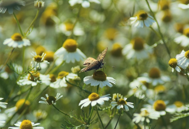 Фото Близкий план пчелы на цветах