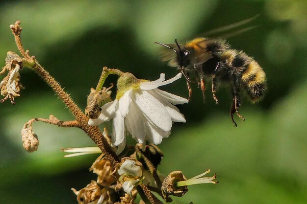 写真 植物上のミツバチのクローズアップ