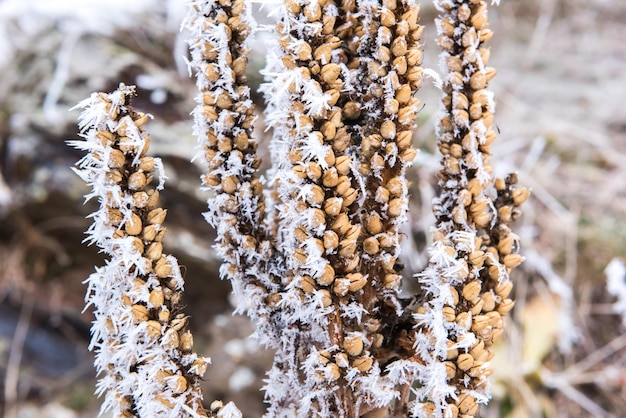 写真 植物上のミツバチのクローズアップ