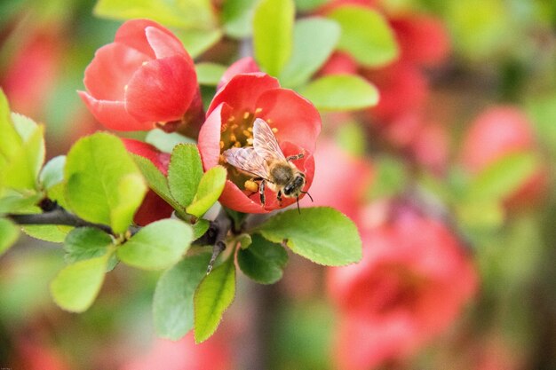 写真 植物上のミツバチのクローズアップ