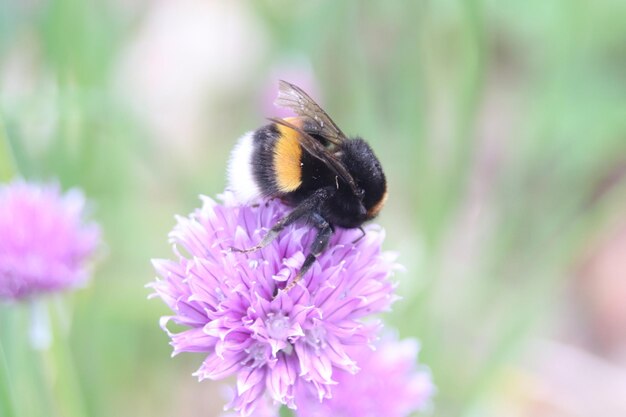 写真 紫色の花の上にあるミツバチのクローズアップ