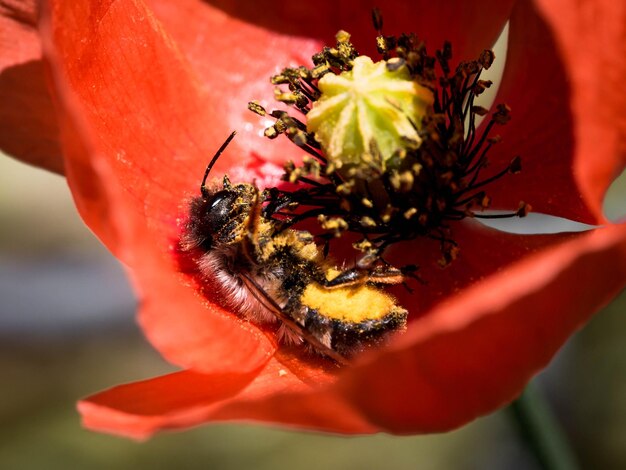 写真 赤い花の上にあるミツバチのクローズアップ