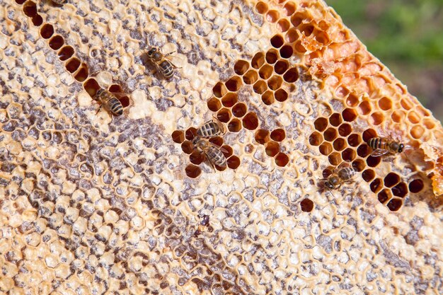 写真 岩の上にあるミツバチのクローズアップ