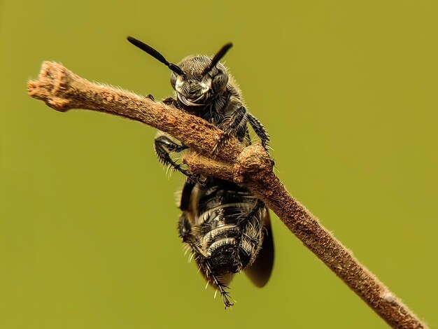 写真 枝の上にあるミツバチのクローズアップ