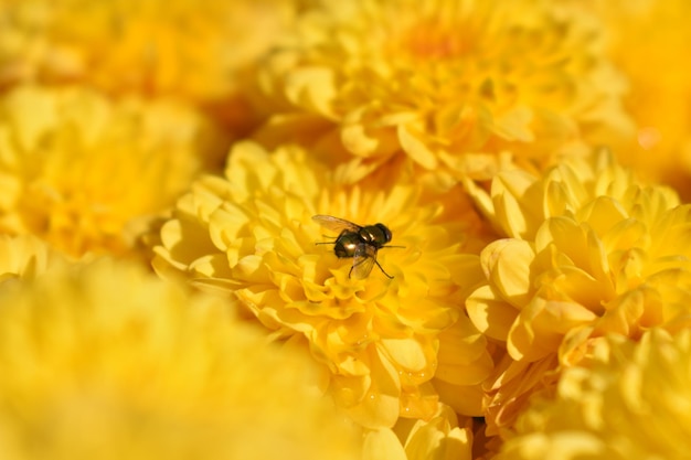 写真 黄色い花の上にあるミツバチのクローズアップ