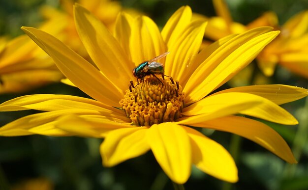 写真 黄色い花の上にあるミツバチのクローズアップ