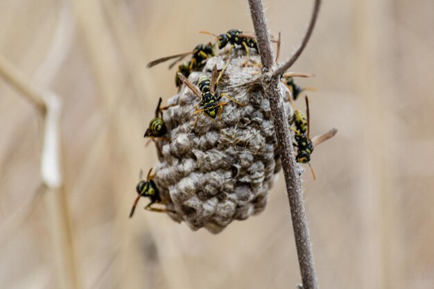 写真 ミツバチが受粉する花のクローズアップ