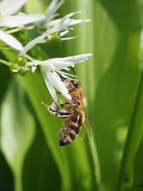 写真 蜂が授粉する花のクローズアップ