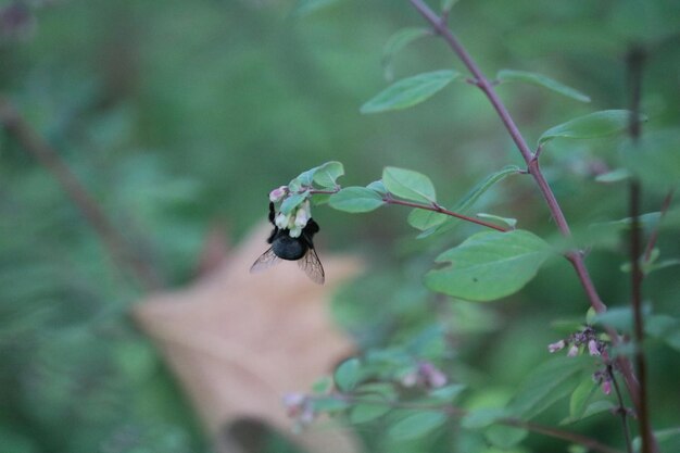 写真 ミツバチが受粉する花のクローズアップ