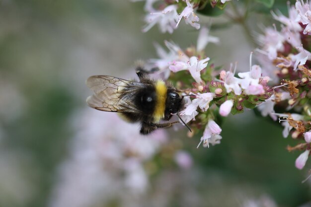 Фото Близкий взгляд на цветок, опыляемый пчелами