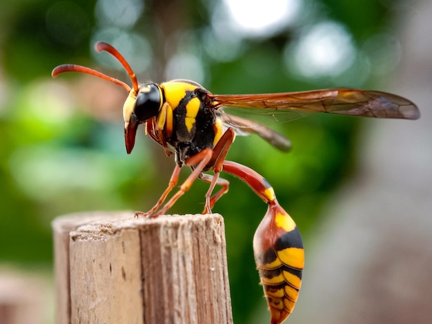 写真 植物の授粉をしているミツバチのクローズアップ