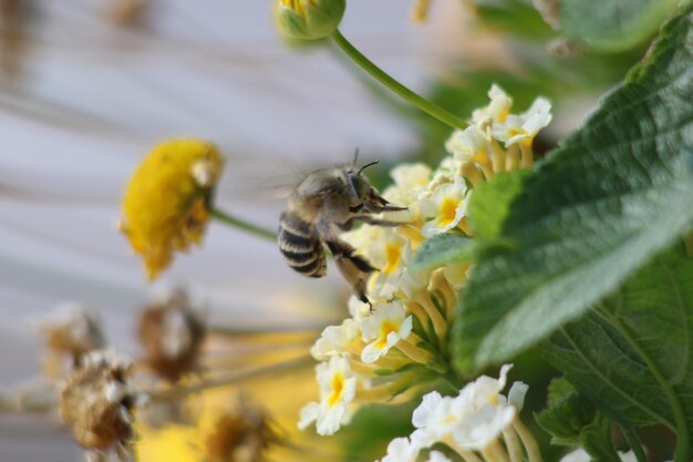 写真 花の受粉をしているミツバチのクローズアップ