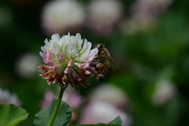 写真 花の受粉をしているミツバチのクローズアップ