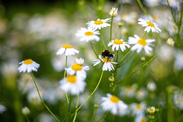 写真 花の受粉をしているミツバチのクローズアップ