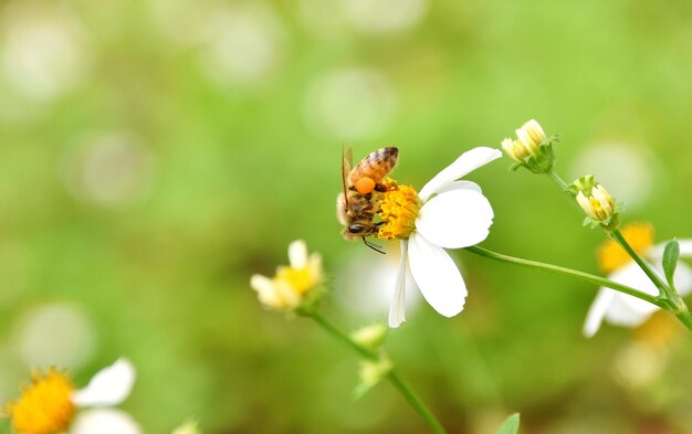 写真 花の受粉をしているミツバチのクローズアップ