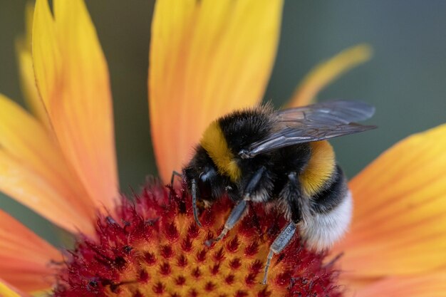 写真 花の受粉をしているミツバチのクローズアップ