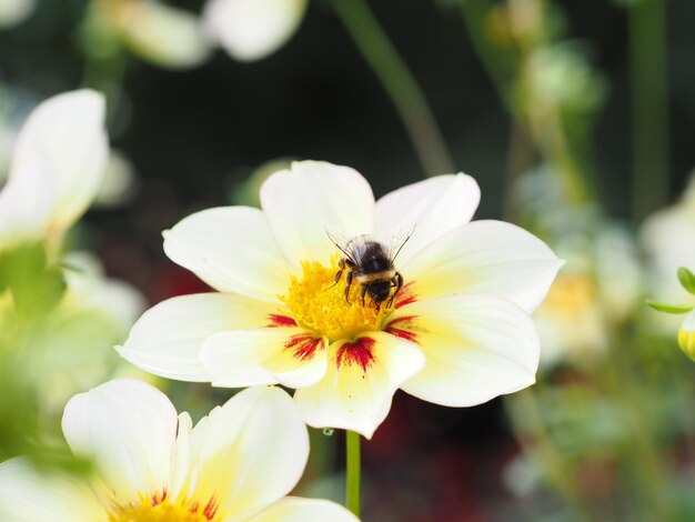 写真 花の受粉をしているミツバチのクローズアップ