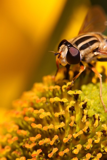 Фото Близкий план опыления пчелы на цветке