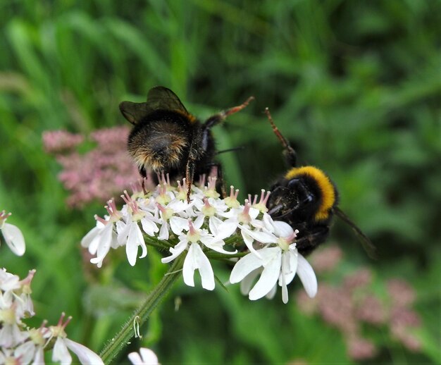 Фото Близкий план опыления пчелы на цветке
