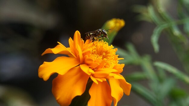 写真 花の受粉をしているミツバチのクローズアップ