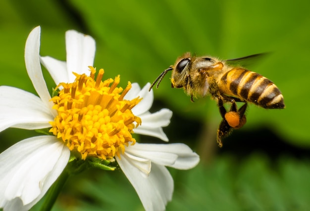 写真 花の受粉をしているミツバチのクローズアップ