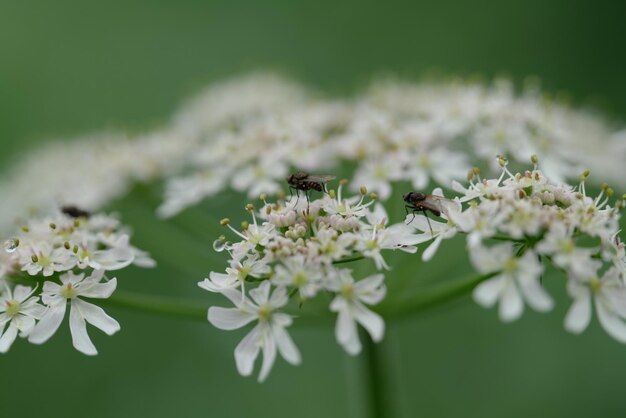 写真 花の受粉をしているミツバチのクローズアップ