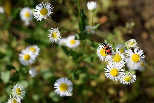 写真 花の受粉をしているミツバチのクローズアップ