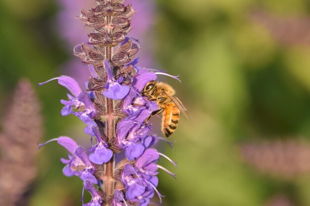 写真 ラベンダーで花粉を授粉するミツバチのクローズアップ