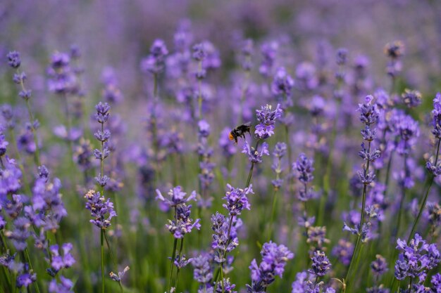 写真 ラベンダーで花粉を授粉するミツバチのクローズアップ