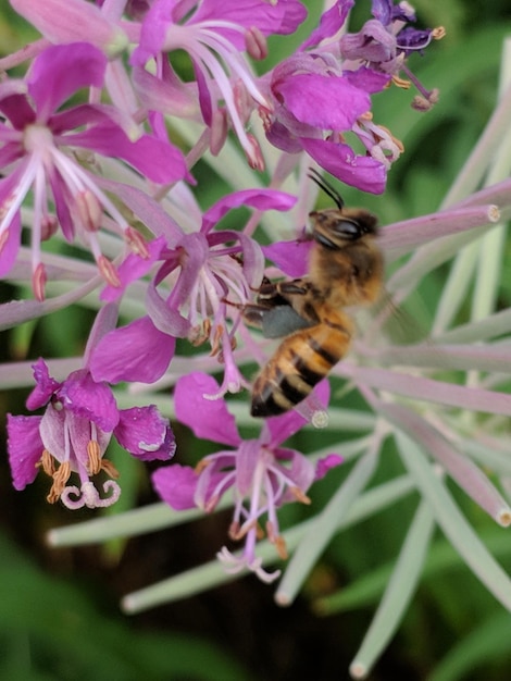 写真 ピンクの花の授粉をしているミツバチのクローズアップ