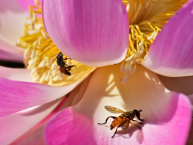 사진 분홍색 꽃 에 꽃 을 뿌리는 벌 의 클로즈업