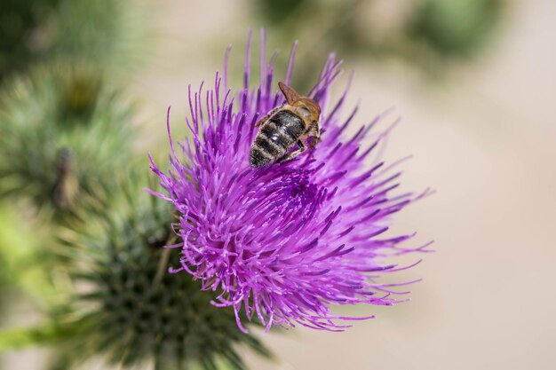 写真 紫の花の授粉をしているミツバチのクローズアップ