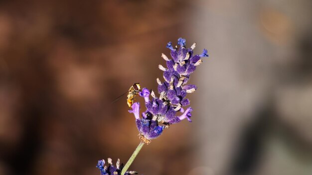 사진 보라색 꽃 이 피는 식물 에 벌 이 꽃 을 뿌리는 장면