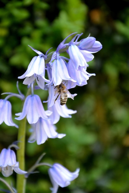 Фото Близкий взгляд на пчел, опыляющих фиолетовые цветы