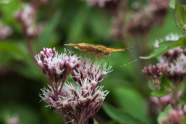 写真 <unk>の花を授粉するミツバチのクローズアップ