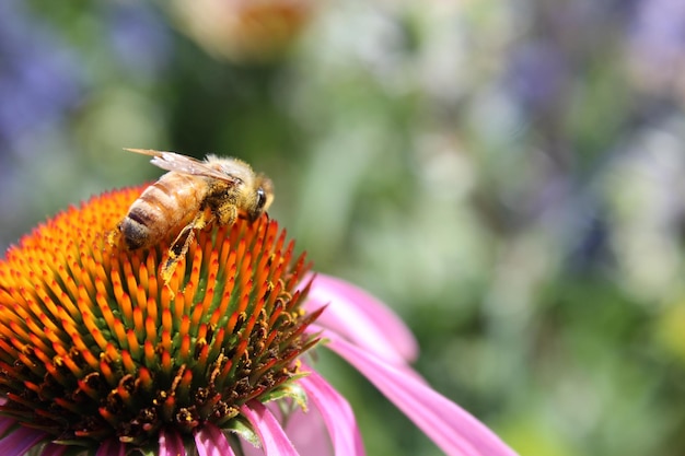 Фото Близкий взгляд на пчелу, опыляющую желтый цветок на поле