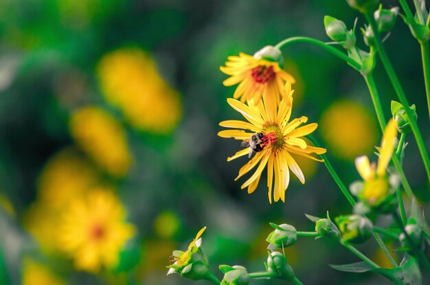 写真 黄色い花の授粉をしているミツバチのクローズアップ