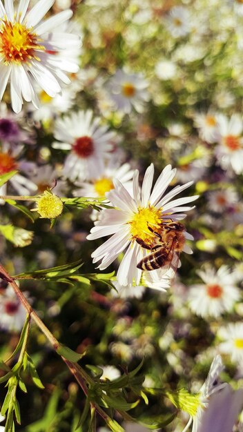 写真 蜂が授粉する白い花のクローズアップ