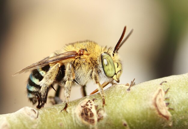 写真 ミツバチのクローズアップ