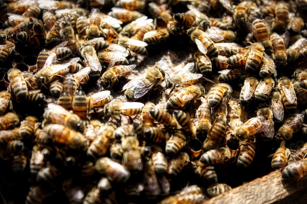사진 벌 들 의 클로즈업